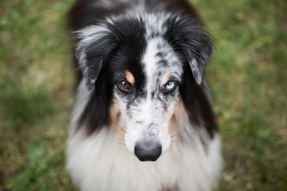 Miniature Australian Shepherd Acy