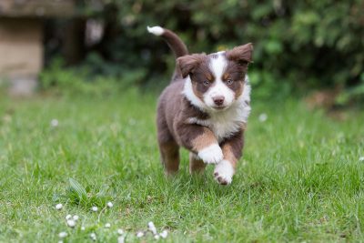 Miniature American Shepherd Mailo