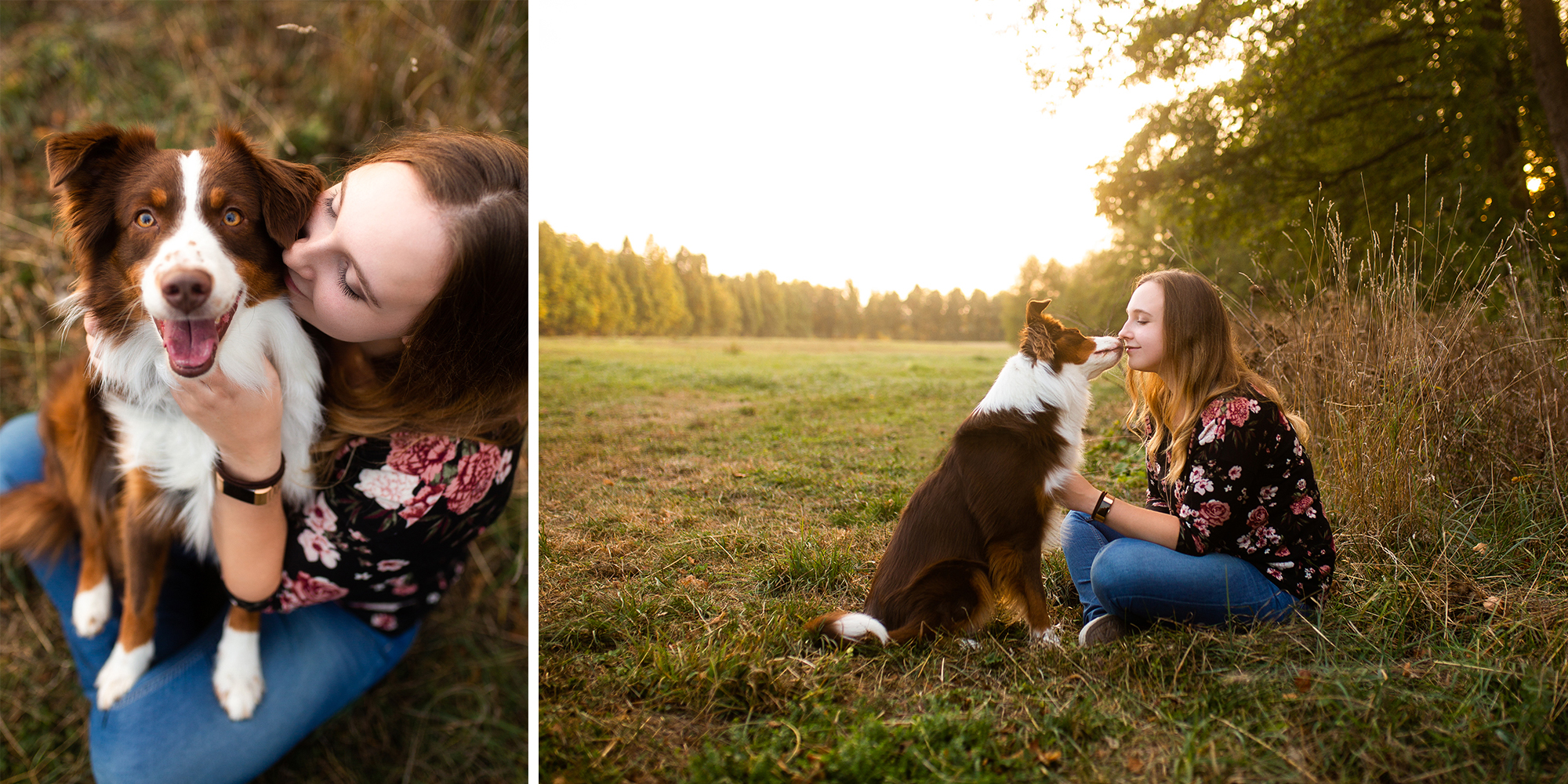 Baden Württemberg Mini Aussie / American Shepherd Zucht