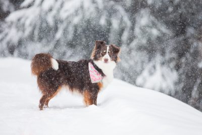 Mini American Shepherd Züchter