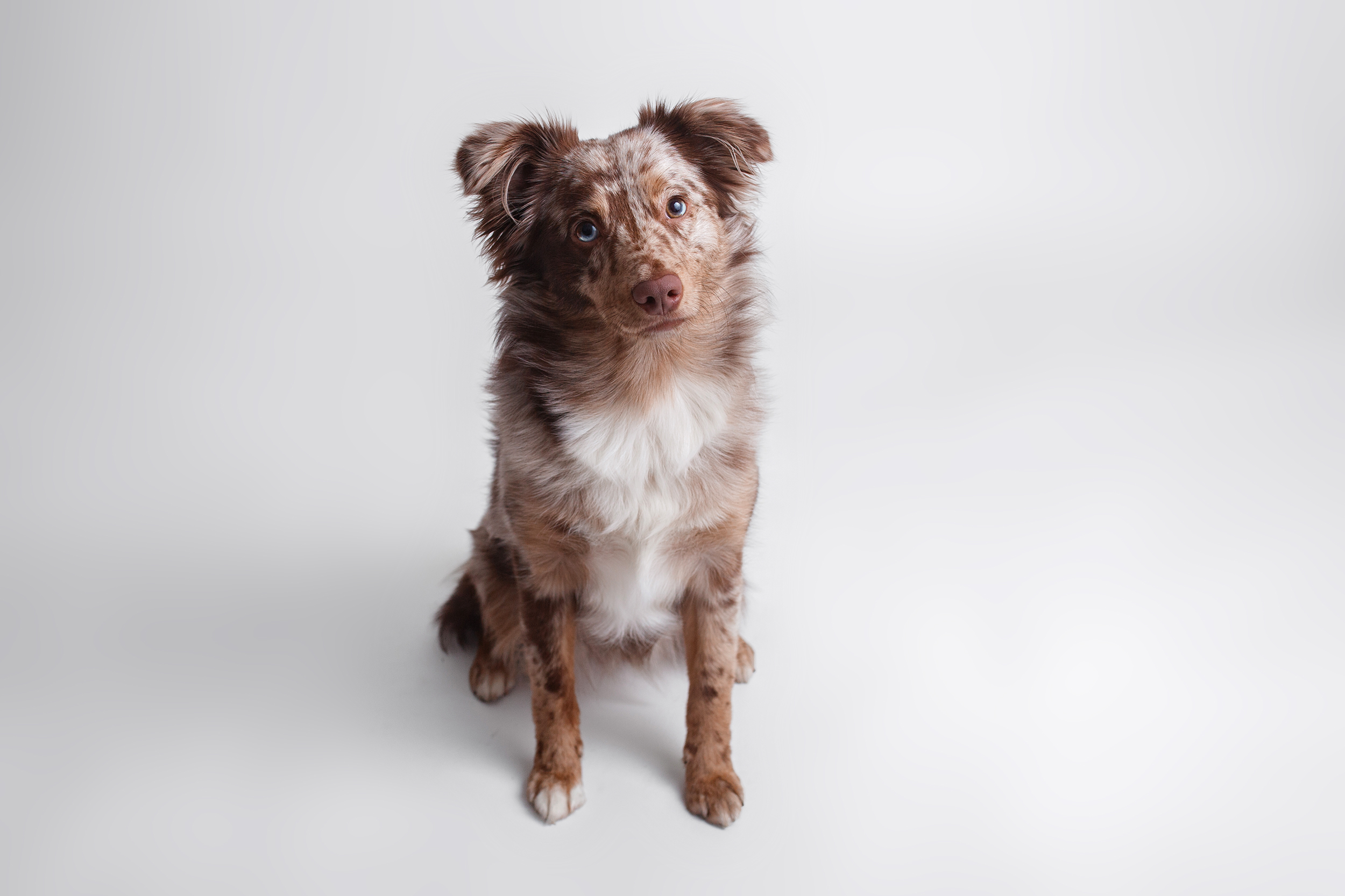 Mini Aussie Welpe - Mini American Shepherd